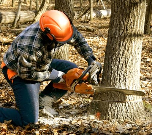 Tree Removal in Brisbane, CA
